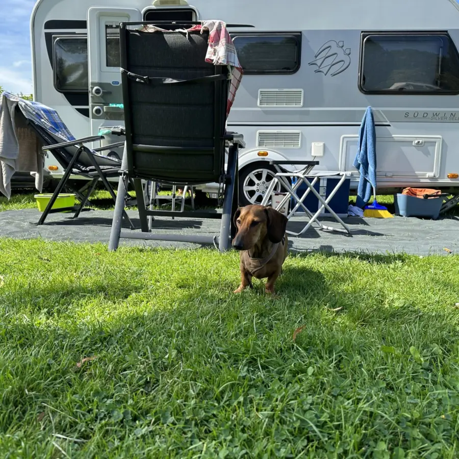 Naturistencamping Nederland Flevo Natuur hond 3
