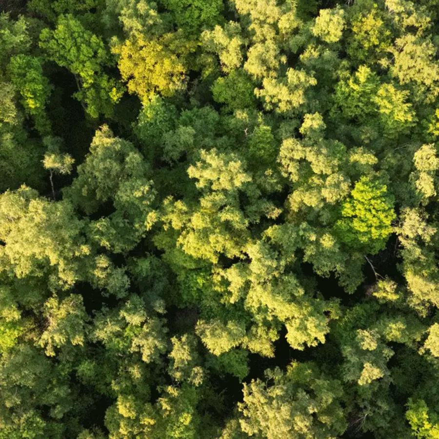 32375 Vijlenerbos Marcovande Burgwal Staatsbosbeheer