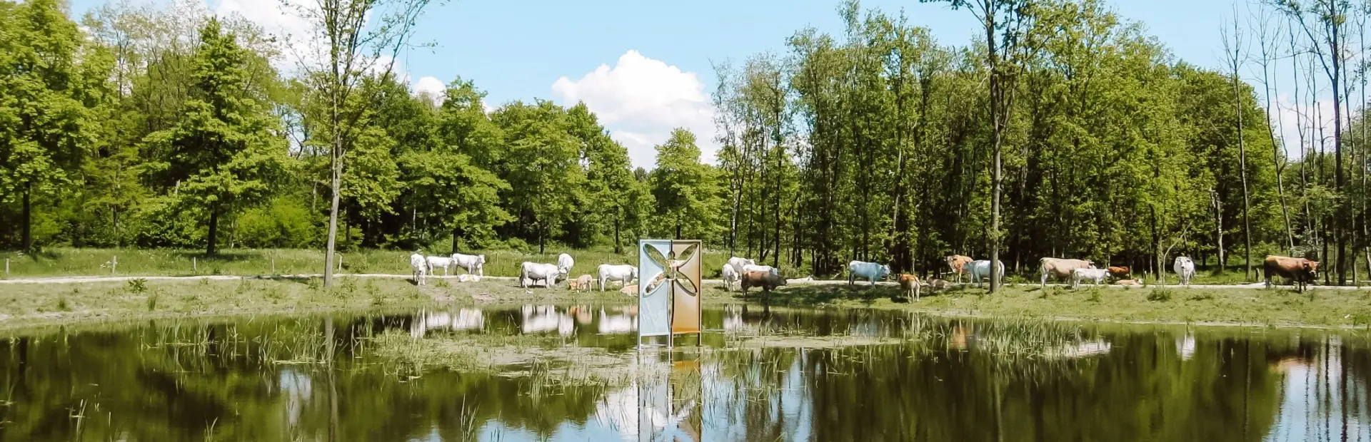 Omgeving Naturistencamping Flevo Natuur Nederland 1