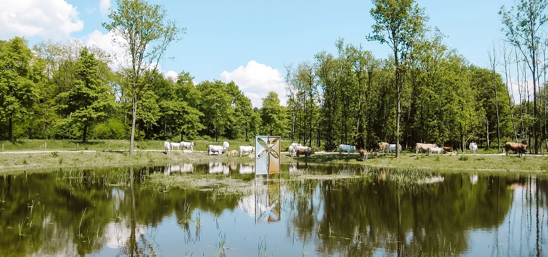 Omgeving Naturistencamping Flevo Natuur Nederland 1