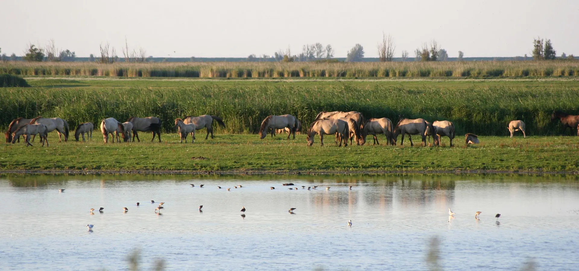 Omgeving Naturistencamping Flevo Natuur Nederland 15