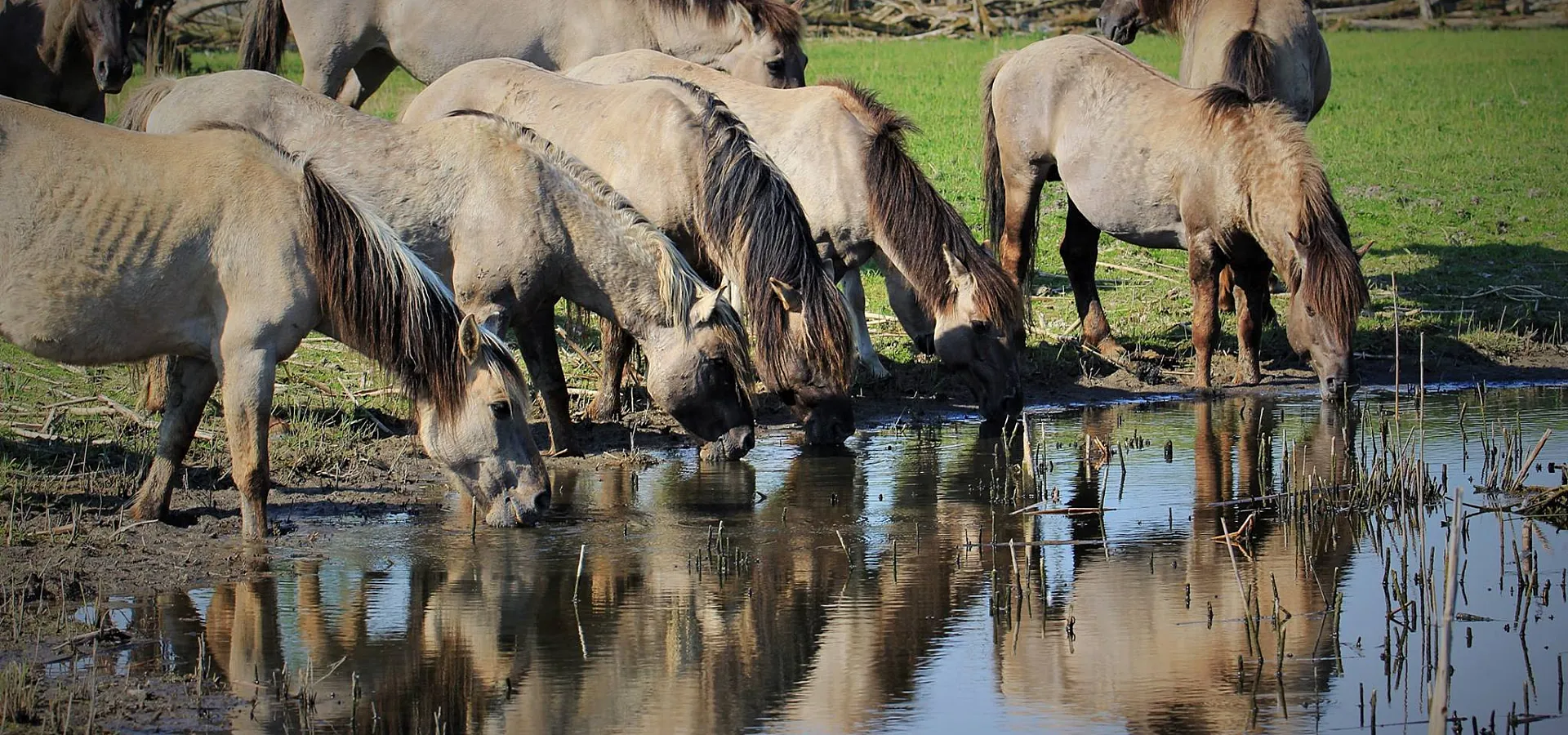 Omgeving Naturistencamping Flevo Natuur Nederland 19