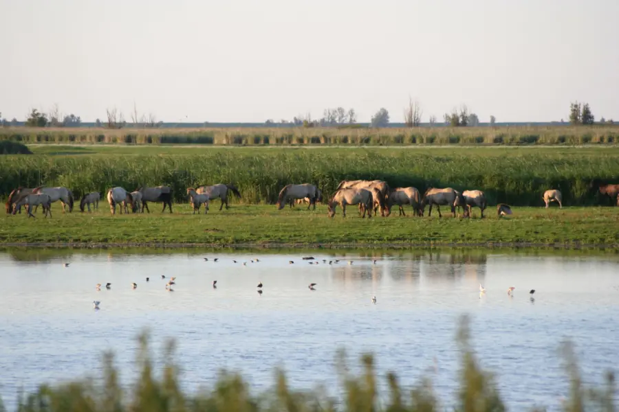Omgeving Naturistencamping Flevo Natuur Nederland 15