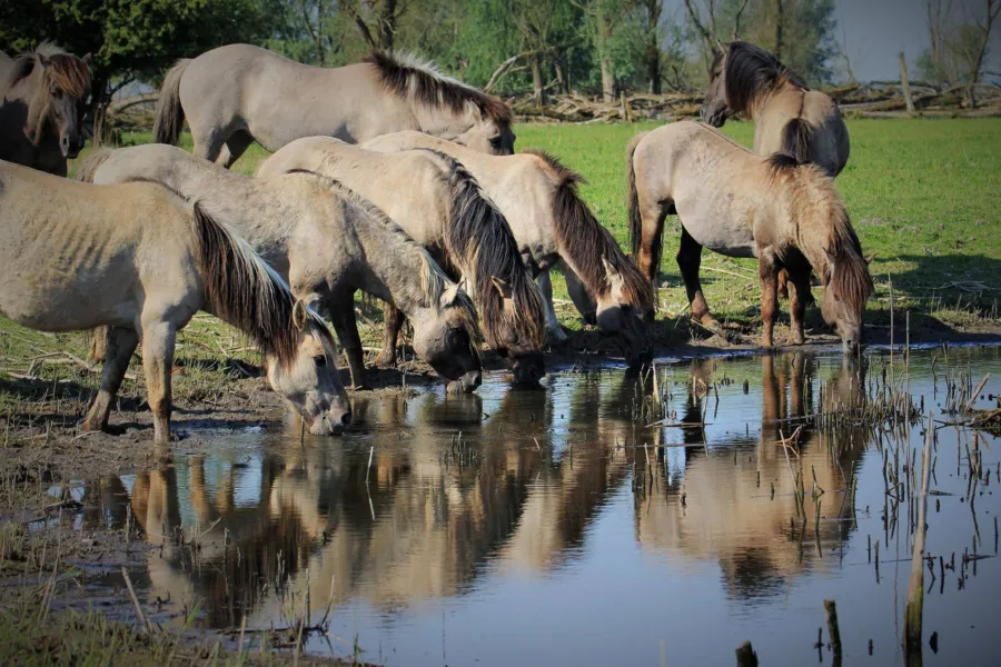 Omgeving Naturistencamping Flevo Natuur Nederland 19