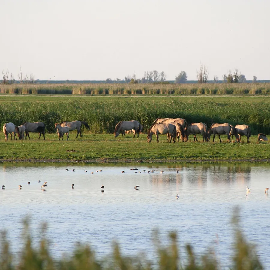 Omgeving Naturistencamping Flevo Natuur Nederland 15