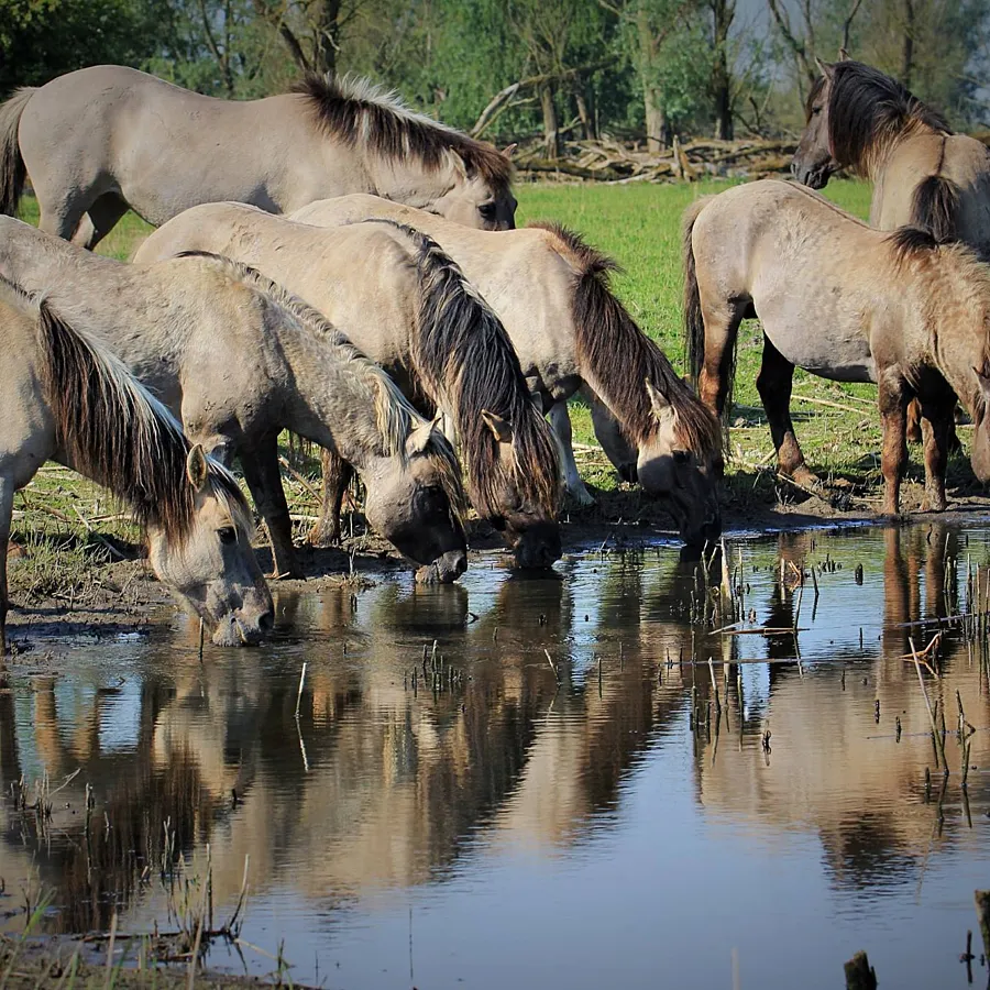 Omgeving Naturistencamping Flevo Natuur Nederland 19